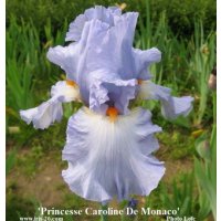 PRINCESSE C, de MONACO  -  Cayeux   1998