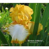 RETURN ADDRESS  -  Ghio  - 2000