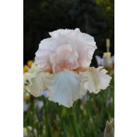 ROSE pastel,barbe orange