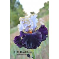 ROYAL SUNSET   - a.mego   2012