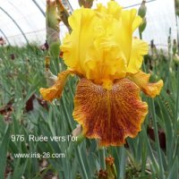 RUEE VERS L'OR - Segui - 1992