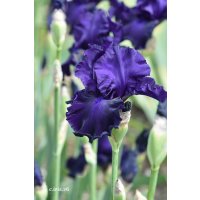 SLOVAK SAPPHIRE  - A. Mego  2006