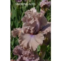 SMOKING ACES  - B. Blyth 2012