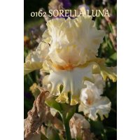 SORELLA LUNA  -  Montanari   2009