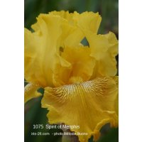 SPIRIT OF MENPHIS - zurbrigg  -  1977  (re)