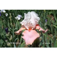 SUGAR MAGNOLIA  - Schreiner   1998