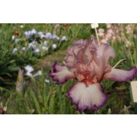 TOILE DE JOUY - Cayeux -