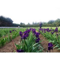 VIOLET fonc