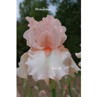 WONDROUS  -  Byers  1989