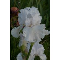 0153 - Tb  'Blanc'