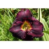 Black Ambrosia