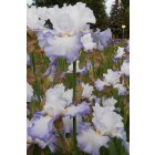 BEAUTIFUL VICTORIA  - Mego   2011 -  iris blanc bord bleu