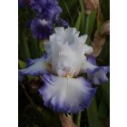 BEAUTIFUL VICTORIA  - Mego   2011 -  iris blanc bord bleu