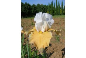 Iris intermdiaires   IB 