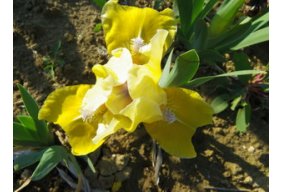 Iris Nains  SDB