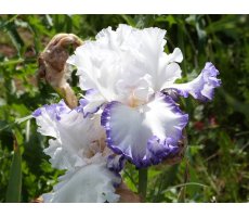 Iris intermédiaires   IB 