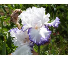 Iris intermdiaires   IB 