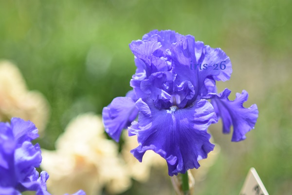 Iris 26 : YAQUINA BLUE - Schreiner - 1992