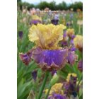 0129 - GARDEN PLEASURE  -  a.Mego  2011