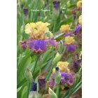0129 - GARDEN PLEASURE  -  a.Mego  2011