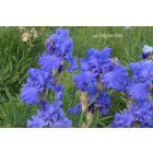 1233  -YAQUINA BLUE  - Schreiner  - 1992