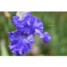 1233  -YAQUINA BLUE  - Schreiner  - 1992