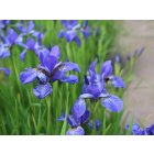 AARON'SDREAM - Sutton  1994 - iris bleu