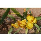 AMARILLO FRILLS  - Hager  2002 - iris jaune