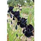 BLACK SUITED  - Innerst  2000 - iris noir