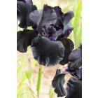 BLACK SUITED  - Innerst  2000 - iris noir