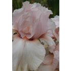 FLORENCE PINK -  inconnu  