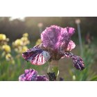 GNUS FLASH   -  kasperek  -  1996