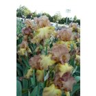 HARVEST KING  - Schreiner  1990
