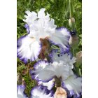 Iris Bb Cartouche  -  Cayeux  -  2009