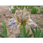 iris  LEOPARD PRINT - T. Johnson - 2006   N.