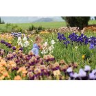  lot de 8 Grands Iris Barbus , tons clairs ou vifs ,au choix