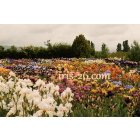  lot de 8 Grands Iris Barbus , tons clairs ou vifs ,au choix