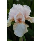 ROSE pastel,barbe orange