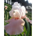 SUGAR MAGNOLIA  - Schreiner   1998