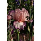 TOILE DE JOUY - Cayeux -