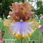 ZLATOVLASKA   -  Mego -  2010